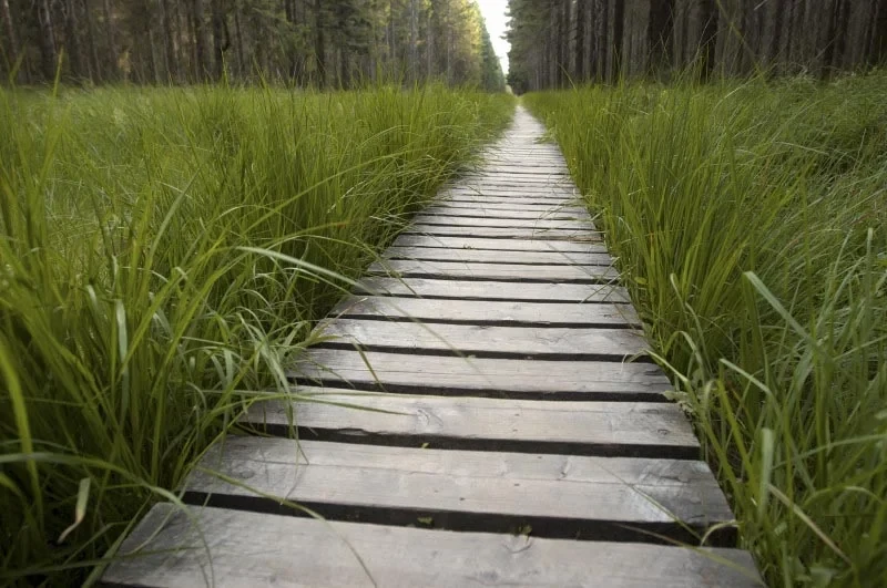 Sentier en bois à travers l'herbe verte luxuriante.