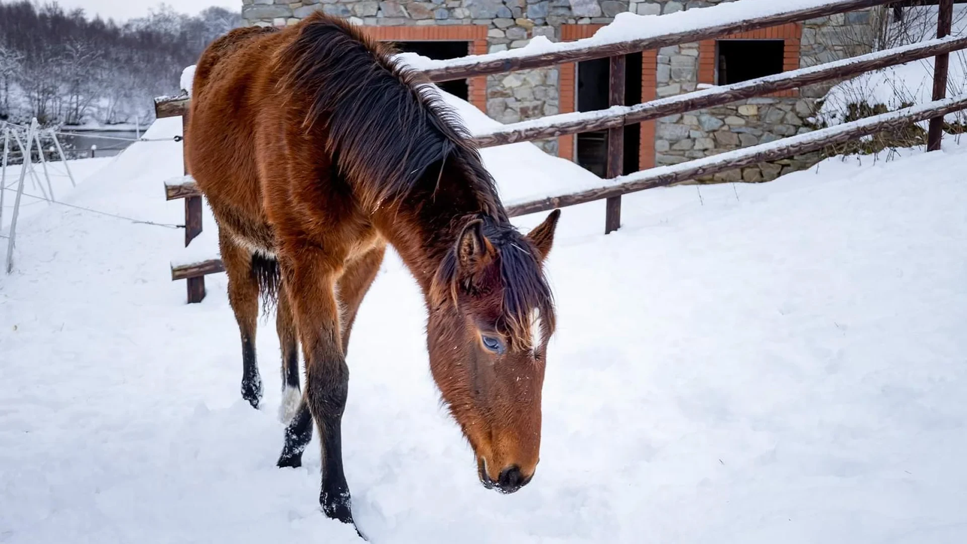 Cheval brun marchant dans la neige, hiver - Ecurie Ardennes - Robert Hôtels