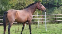 Cheval brun dans un pré près d'un lac - Ecurie Ardennes - Robert Hôtels