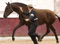 Entraîneur guidant un cheval dans l'arène - Ecurie Ardennes - Robert Hôtels