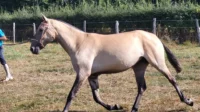 Cheval beige en marche dans un champ - Ecurie Ardennes - Robert Hôtels