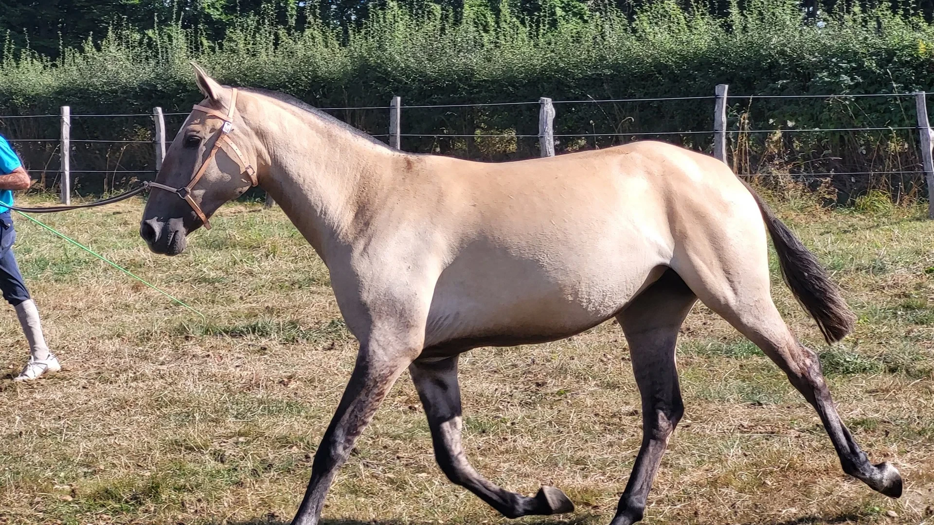 Cheval beige en marche dans un champ - Ecurie Ardennes - Robert Hôtels