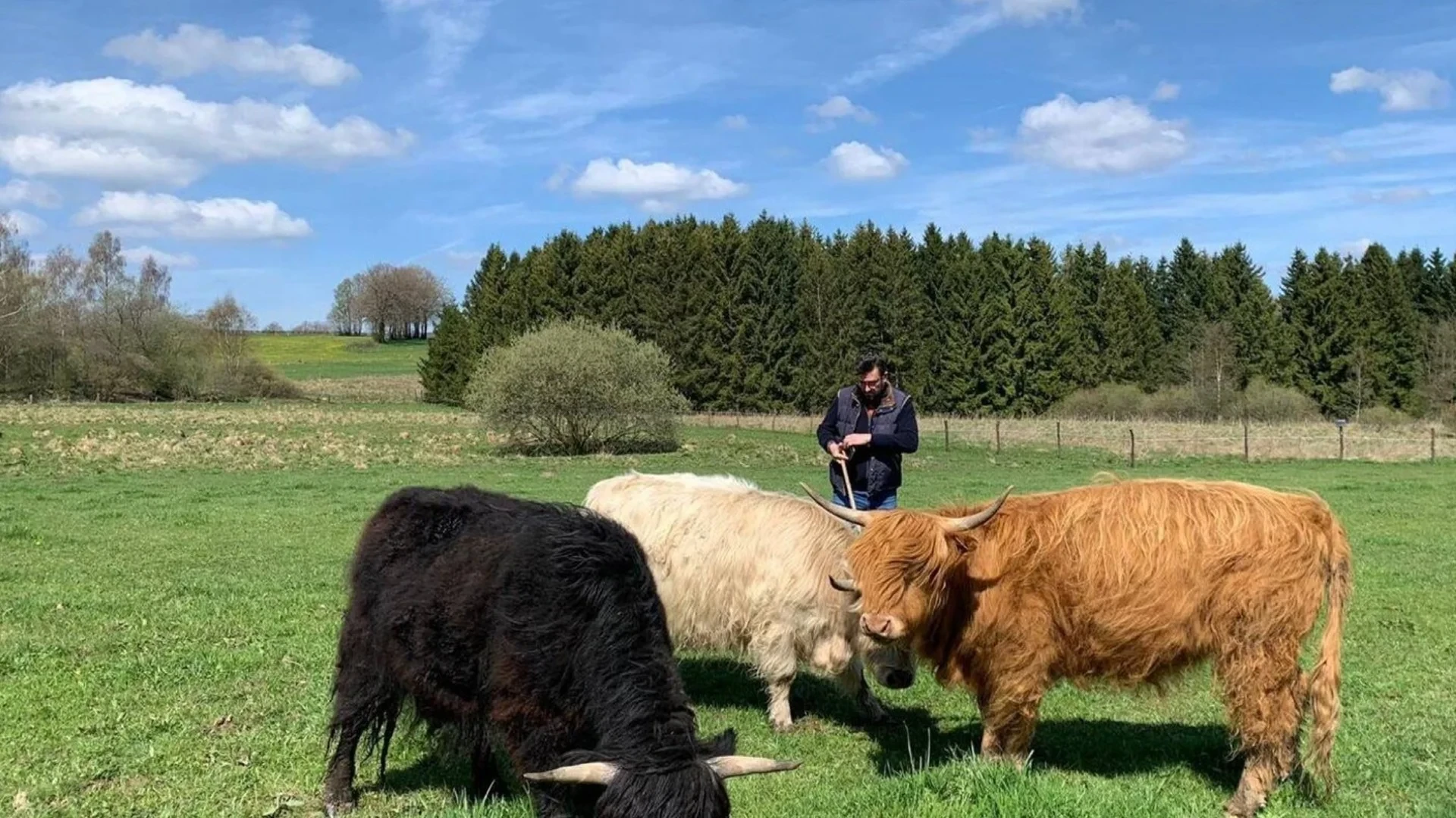 Vaches poilues broutant dans un pré ensoleillé - Ecurie Ardennes - Robert Hôtels