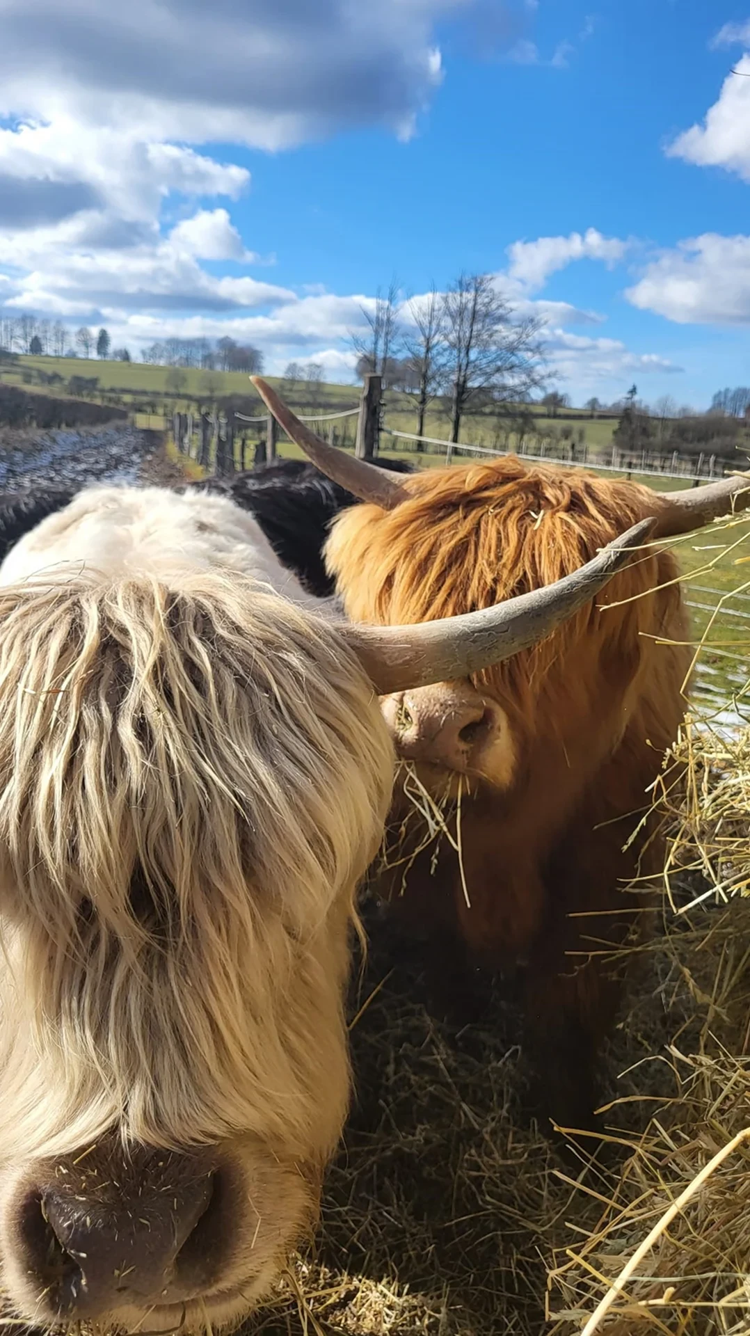 Vaches Highland mangeant du foin dans un pré - Ecurie Ardennes - Robert Hôtels