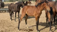 Jeunes chevaux bruns dans un enclos ensoleillé - Ecurie Ardennes - Robert Hôtels