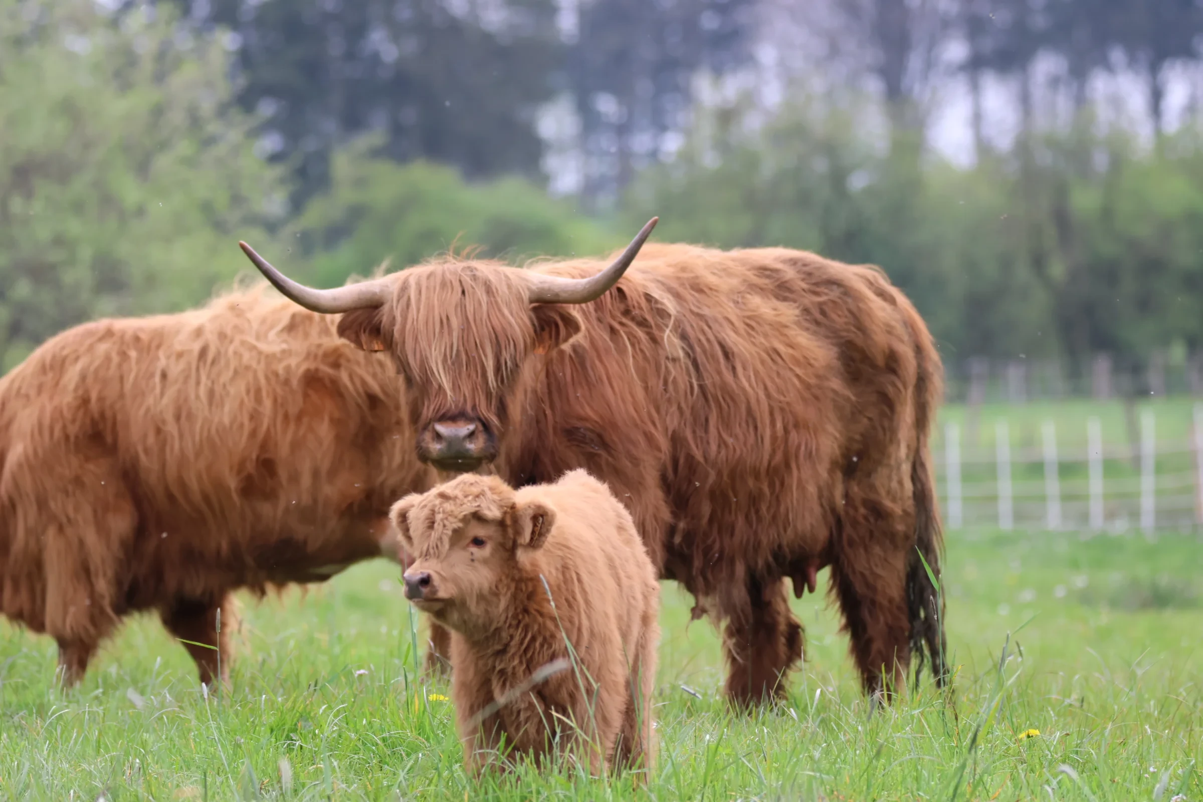 Vache Highland et veau dans un champ verdoyant - Ecurie Ardennes - Robert Hôtels