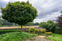 Jardin verdoyant avec arbre et ciel nuageux.